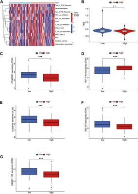 Construction of lncRNA prognostic model related to cuproptosis in esophageal carcinoma